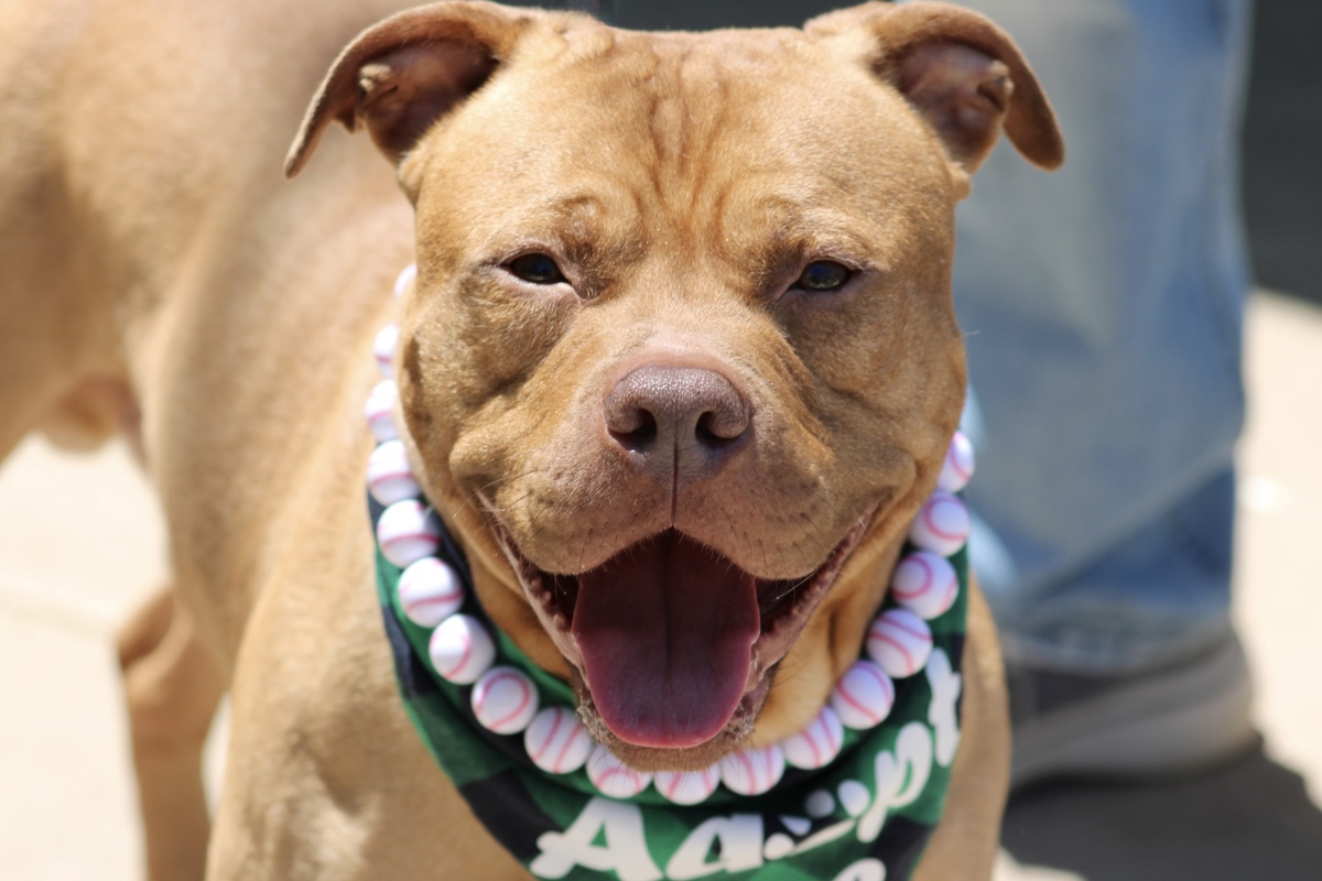 Smokey, a American Bulldog, available for adoption