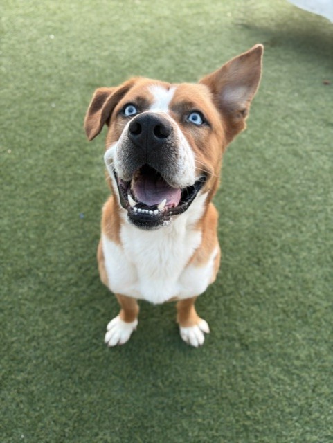 Dino, a American Staffordshire Terrier (mix breed), available for adoption