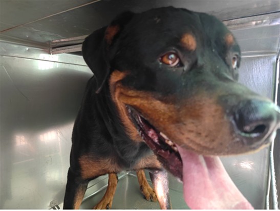 A5806756, a Rottweiler, available for adoption