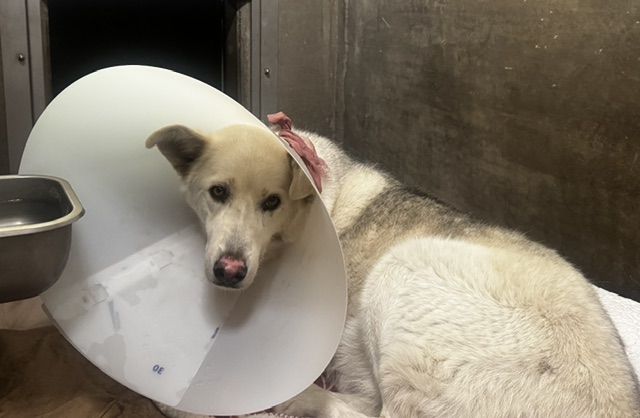 Lobo, a Siberian Husky (mix breed), available for adoption