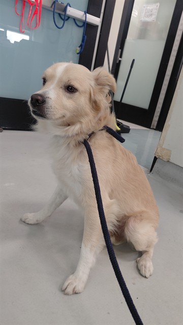 A5807183, a Terrier, available for adoption
