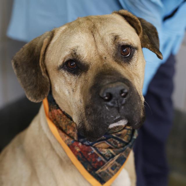 Homer, a Mastiff, available for adoption