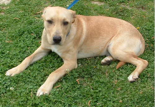 Other Photos of thie Dog