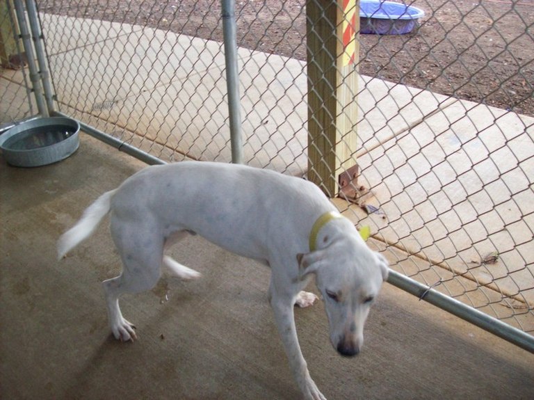 Other Photos of thie Dog