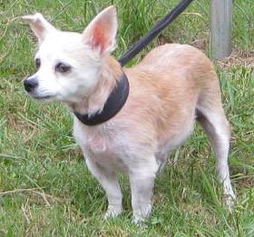 Other Photos of thie Dog