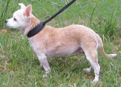 Other Photos of thie Dog