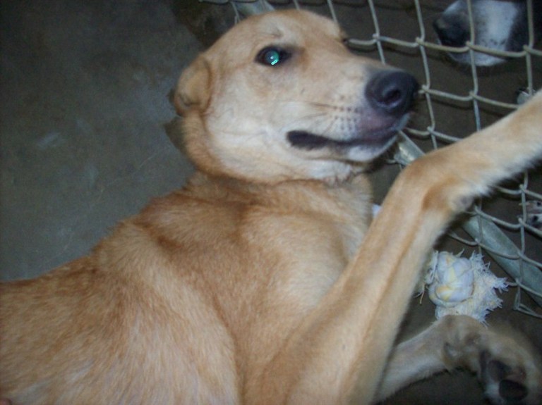Other Photos of thie Dog