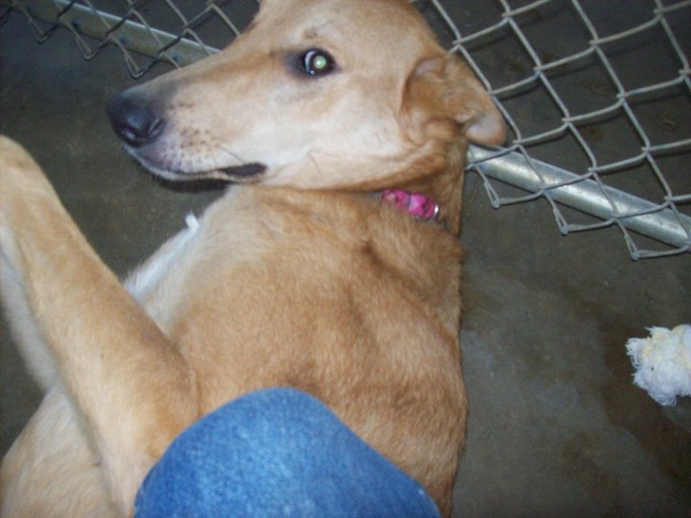 Other Photos of thie Dog