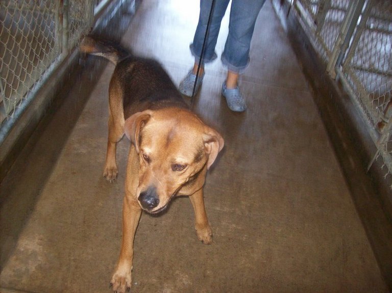 Other Photos of thie Dog