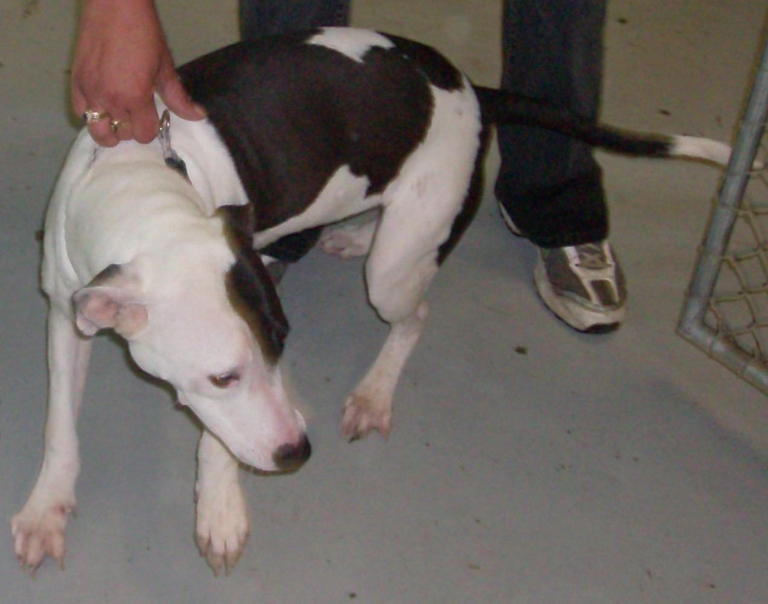 Other Photos of thie Dog