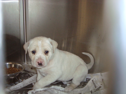 Other Photos of thie Dog