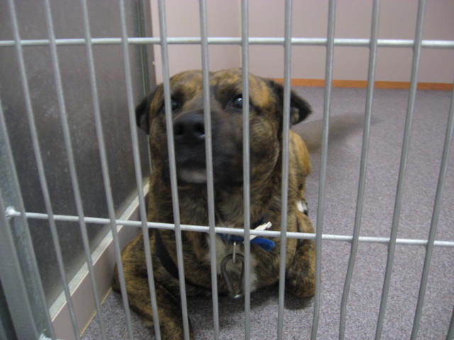 Other Photos of thie Dog