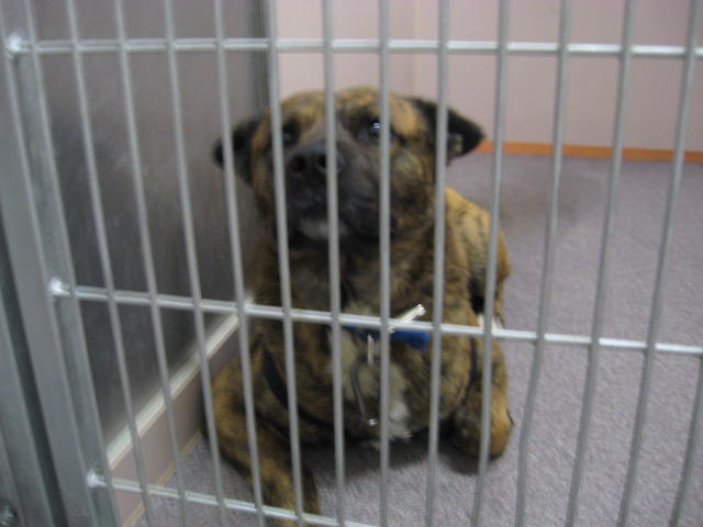 Other Photos of thie Dog