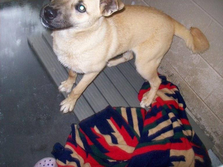 Other Photos of thie Dog