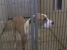 Other Photos of thie Dog