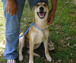 Other Photos of thie Dog