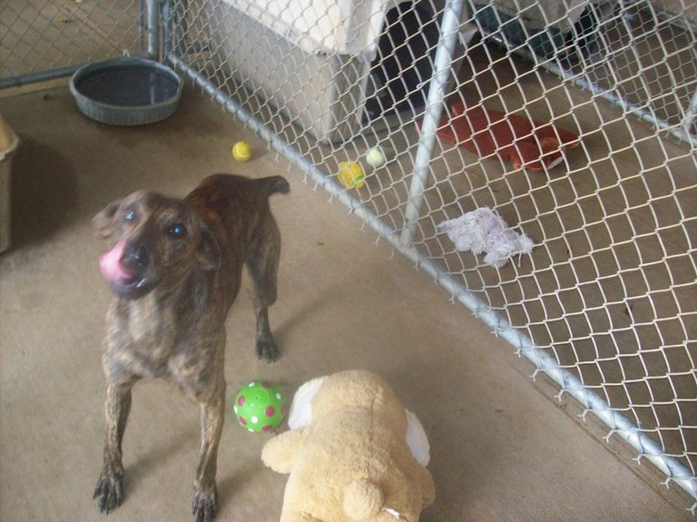 Other Photos of thie Dog