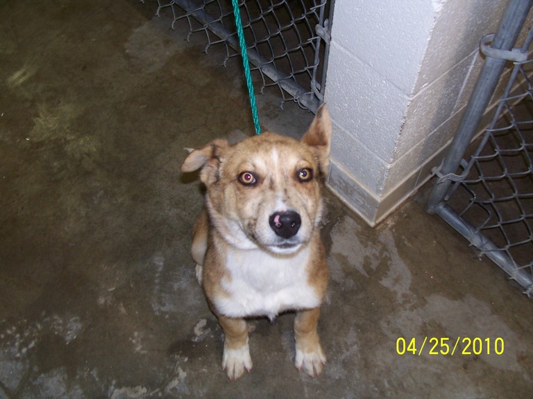 Other Photos of thie Dog