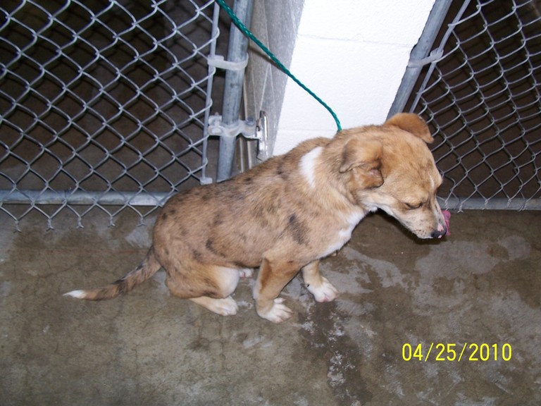 Other Photos of thie Dog
