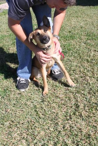 Other Photos of thie Dog