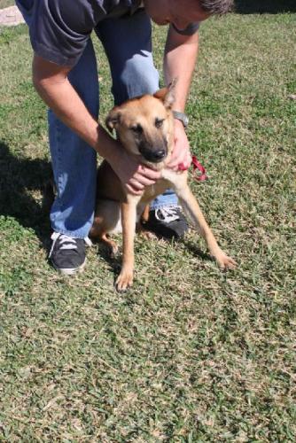 Other Photos of thie Dog
