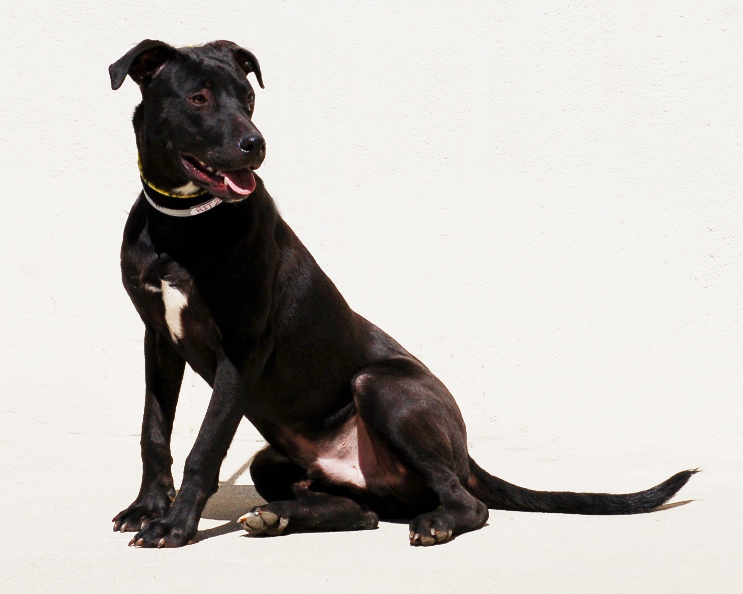 Other Photos of thie Dog