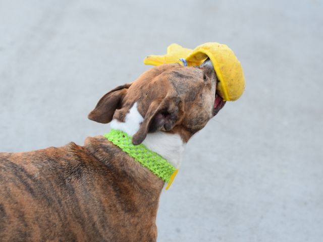 Other Photos of thie Dog