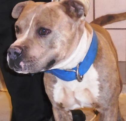 Main Photo of this Dog