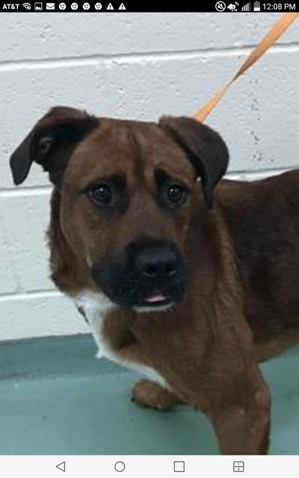 Other Photos of thie Dog