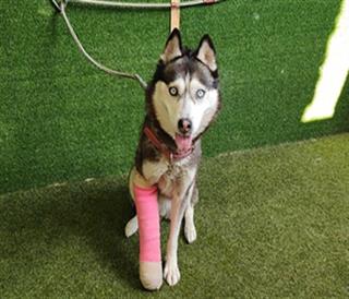 DogInDanger of Being Killed