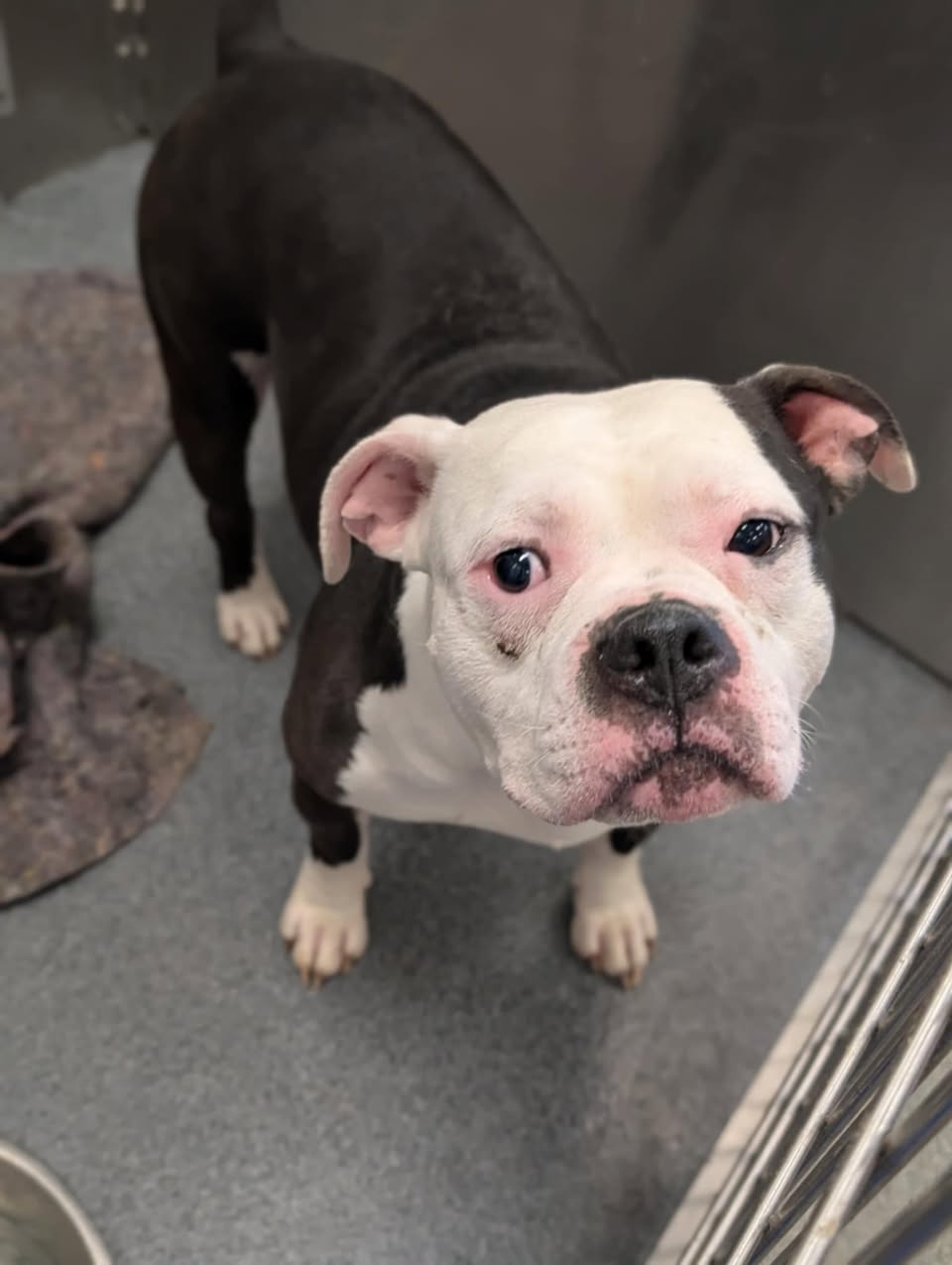 Main Photo of this Dog