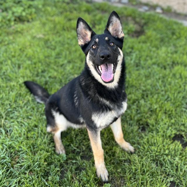 Main Photo of this Dog