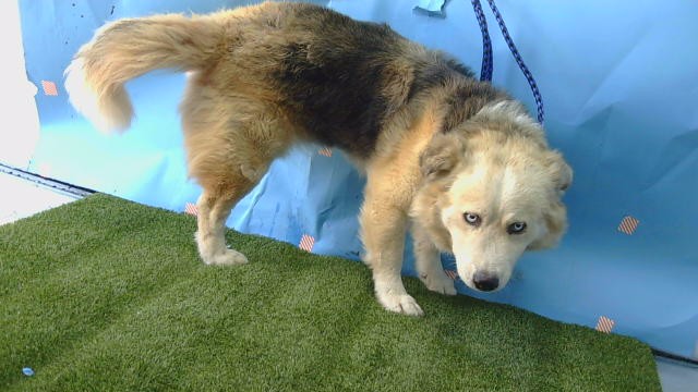 Mikey, a Siberian Husky, available for adoption