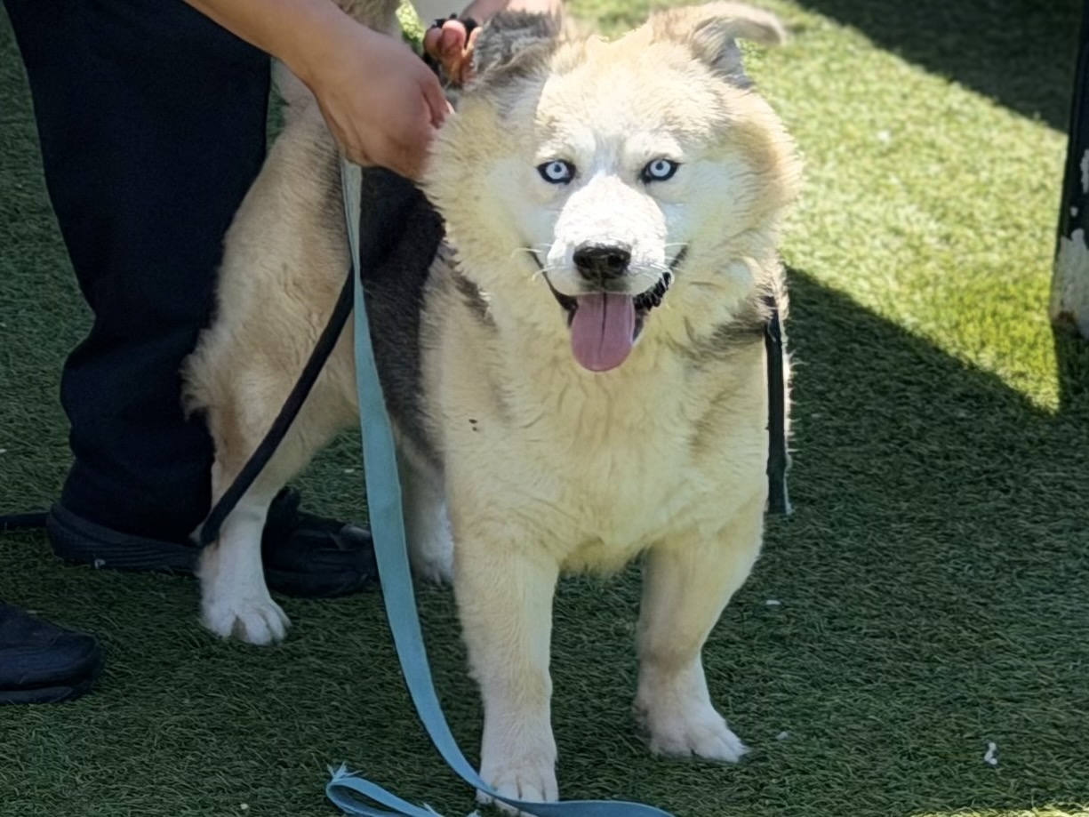 Mikey, a Siberian Husky, available for adoption