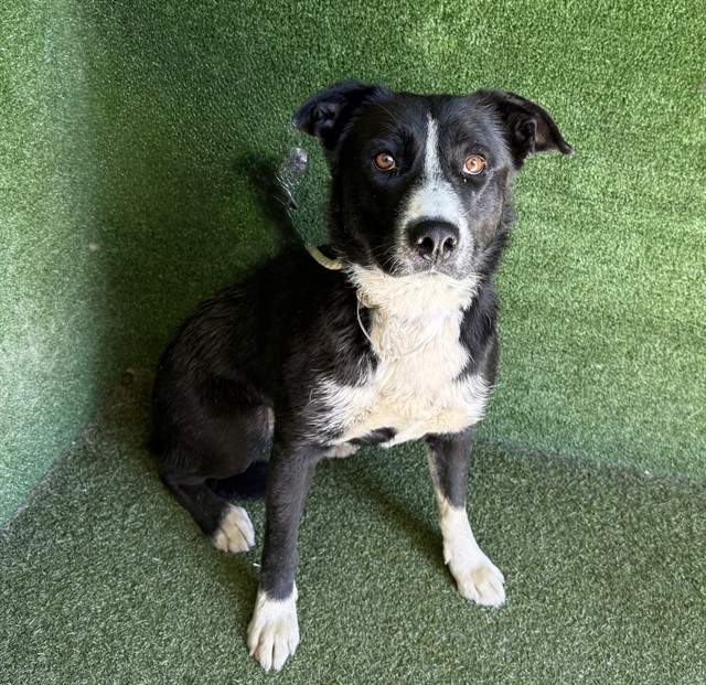 Gemma, a Australian Cattle Dog/Blue Heeler, available for adoption