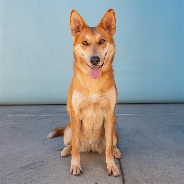Ginger, a German Shepherd, available for adoption
