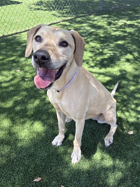 Adoptable pet photo