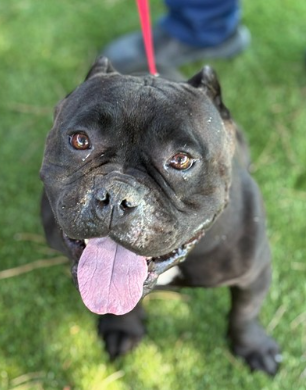 Janice, a Pit Bull Terrier, available for adoption