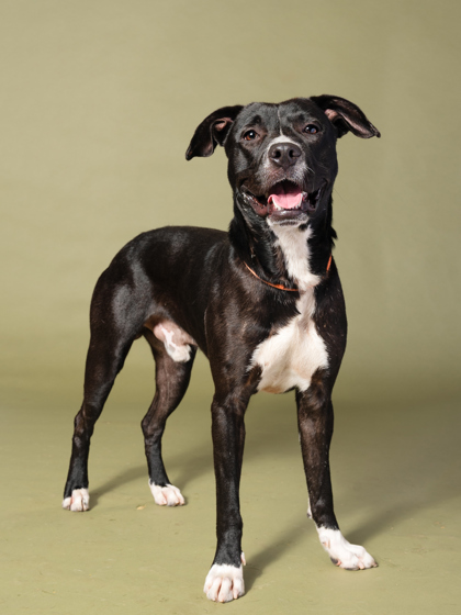 Thimble Watson, a Black Labrador Retriever, available for adoption