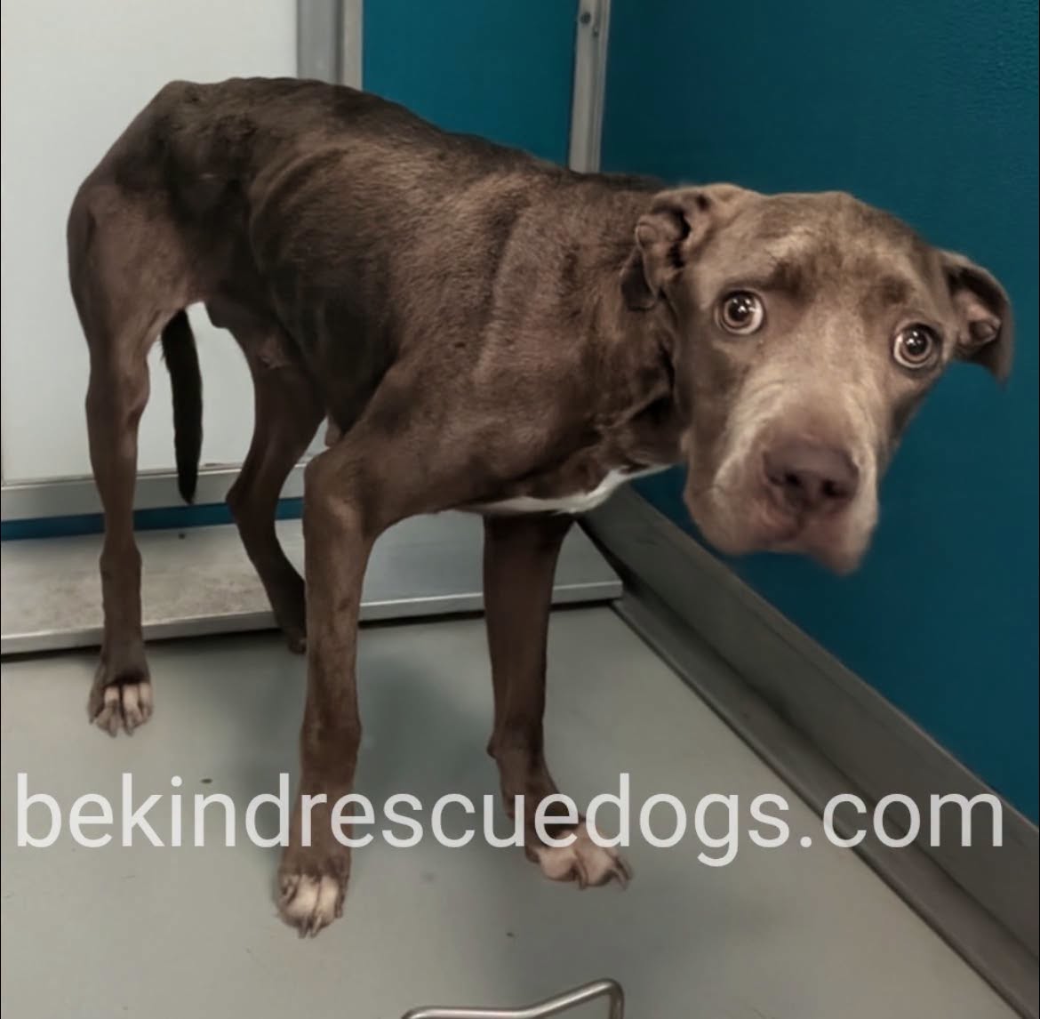A478083, a Pit Bull Terrier, available for adoption