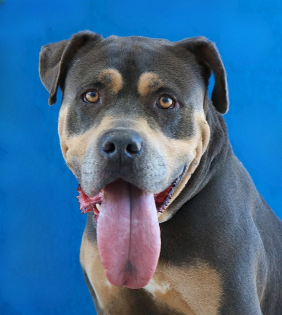 Sky, a Pit Bull Terrier, available for adoption