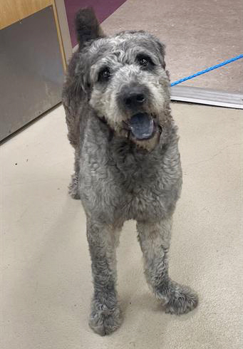 Bruce, a Poodle (mix breed), available for adoption