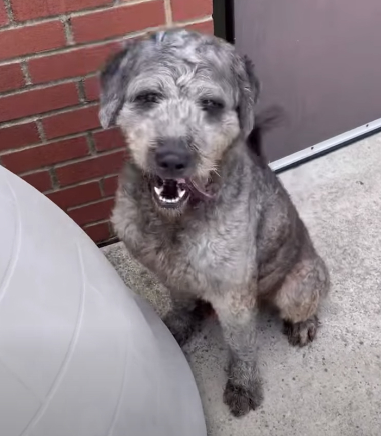 Other Photos of thie Dog