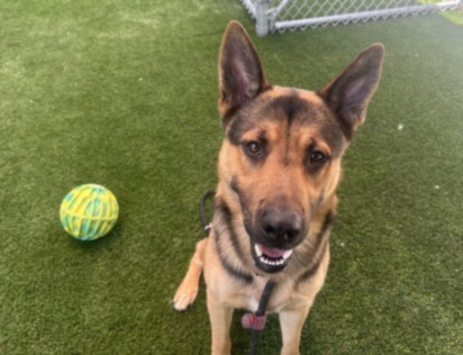 Biggie, a Shepherd, available for adoption
