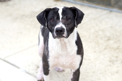 Sherlock Bones, a Terrier, available for adoption