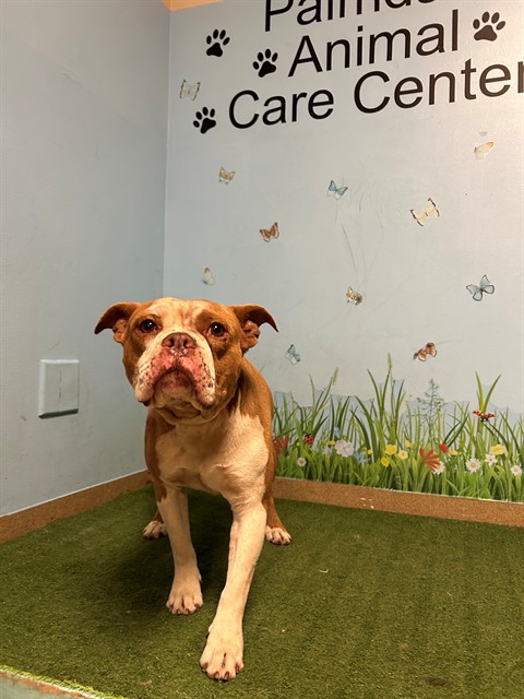 Bagley, a Pit Bull Terrier, available for adoption