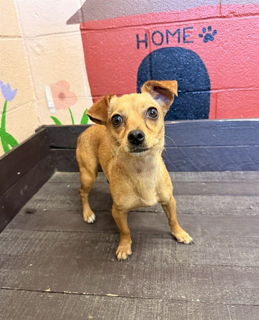Princessa, a Chihuahua, available for adoption