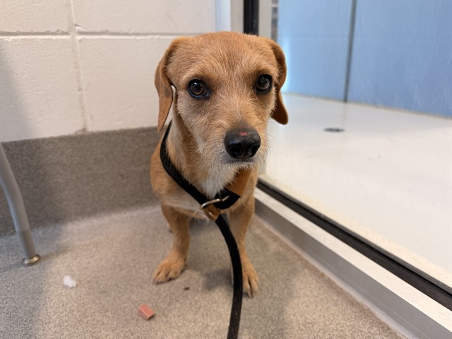 Kiki, a Welsh Terrier (mix breed), available for adoption