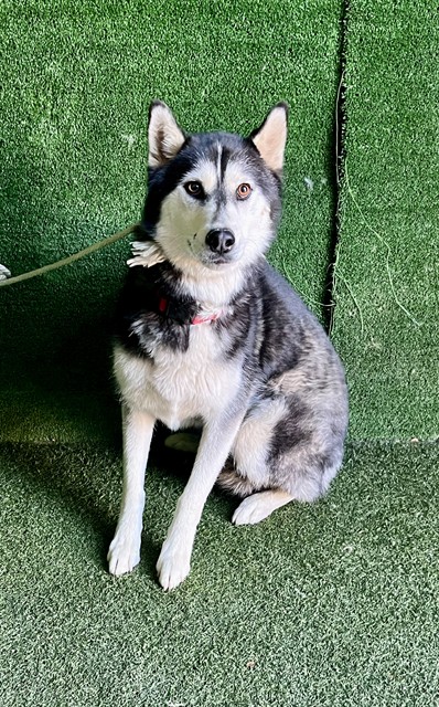 Luna, a Husky, available for adoption