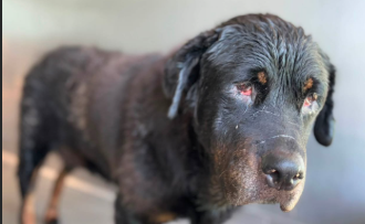Libby, a Rottweiler, available for adoption